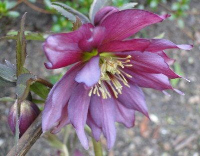 Helleborus_16._Marz_2015_048.JPG