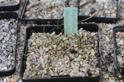 Erythronium_caucasicum_20150312.jpg