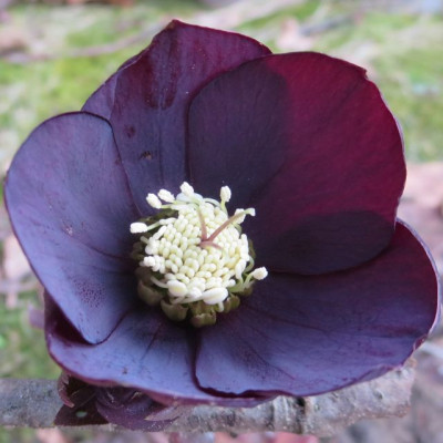 Helleborus_schiefer_Kramer_IMG_1810.jpg