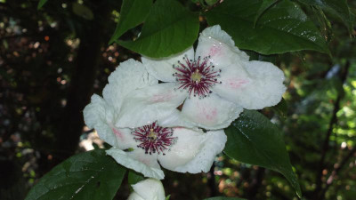 2013-07-06-2695_Stewartia_malacodendron_Woodlanders_C.W..jpg