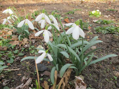 Galanthus_17.3.15_ue.jpg