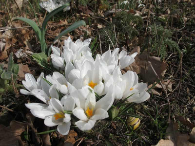 Krokus_17.3.15_ue.jpg