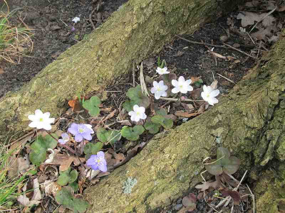 Hepatica_17.3.15_ue.jpg