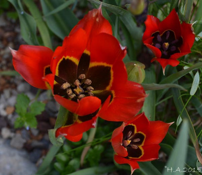 tulipa_agenensis_15-03-17.jpg