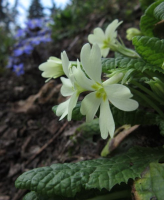 IMG_0493_Primula_vulgaris.jpg