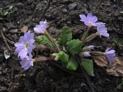 IMG_0486_Primula_vulgaris_ssp_sibthorpii.jpg