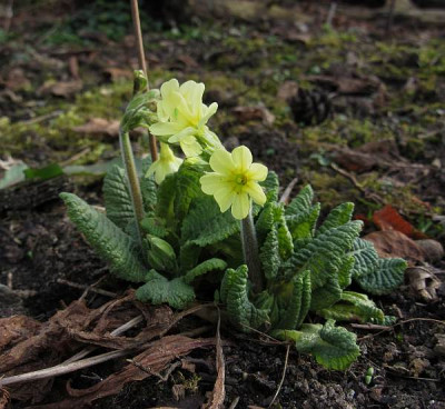 IMG_0506_Primula_elatior.jpg