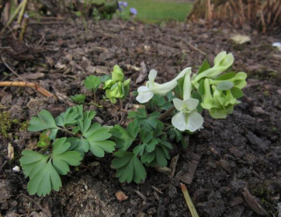 IMG_0502_Corydalis_malkensis.jpg
