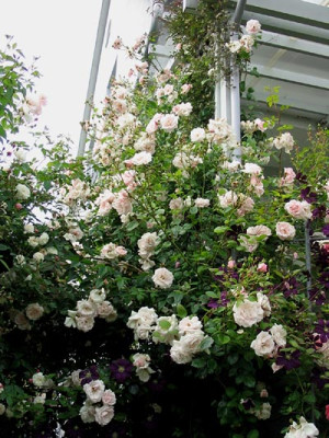 New_Dawn_Felicite_Perpetue_und_Clematis.jpg