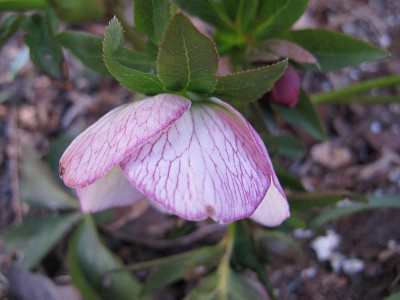 rosa_ueberraschung_80.jpg