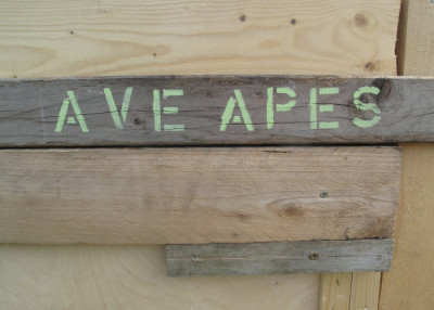 ave_apes_02.jpg
