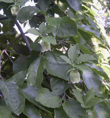Codonopsis_silvestrisRimg0849.JPG