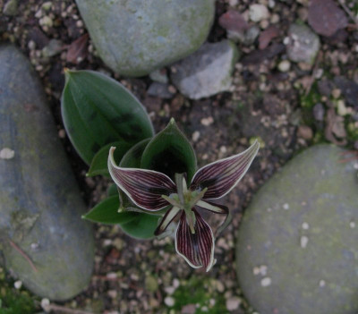 Scoliopus_hallii_..._20.3.15_003.jpg