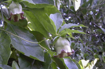 Codonopsis_silvestrisRimg0852.JPG
