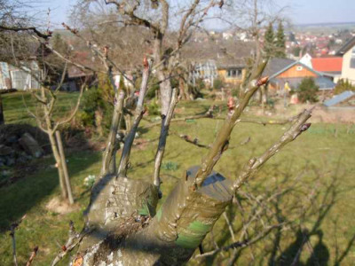 wahrend_Sonnenfinsternis_Fruhlingsbluher_Veredelung_005.JPG