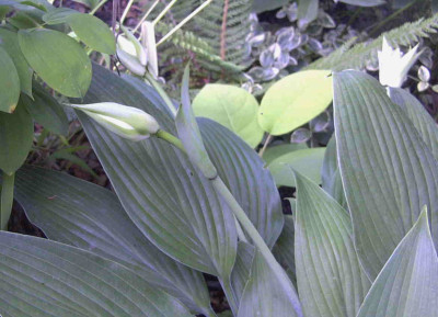 Hosta_kikutii_leuconotaRimg0847.JPG