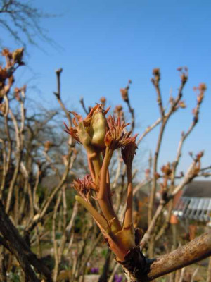 wahrend_Sonnenfinsternis_Fruhlingsbluher_Veredelung_013.JPG