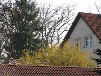 Cornelkirsche_150320.jpg
