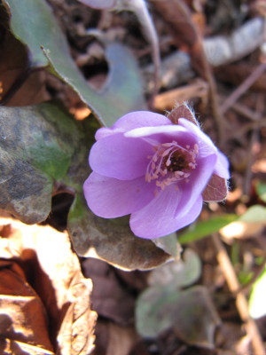 Hepatica_fliederrosa_MGP_150320.jpg