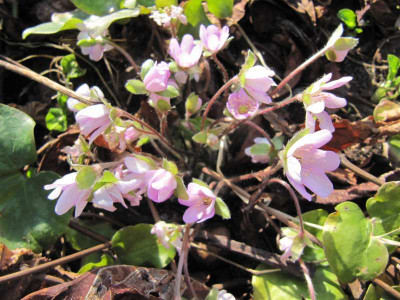 Hepatica_hellrosa_MGP_150320.jpg