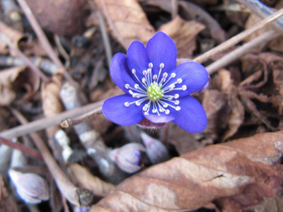 Hepatica_sehr_dunkel_MGP_150320.jpg