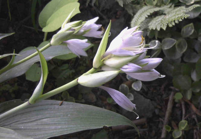 Hosta_kikutii_leuconotaRimg0848.JPG