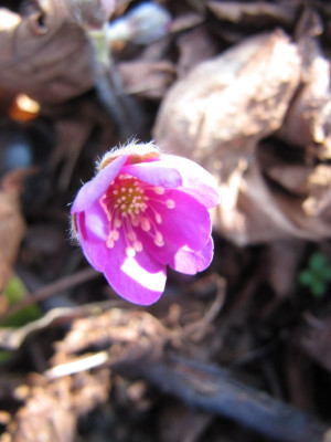 Hepatica_Samling_pink_MGP_150320.jpg