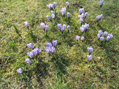 Krokusse_MGP_150320.jpg