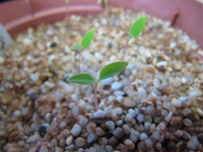 Corydalis_orthopoda_150320.jpg
