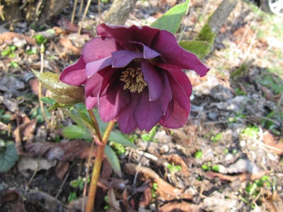 Helleborus_gefulltMGP_150320.jpg