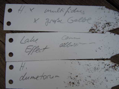 Grune_Borse_Palmengarten_200315_002.JPG