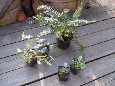 Grune_Borse_Palmengarten_200315_003.JPG