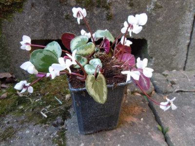 Grune_Borse_Palmengarten_200315_009.JPG