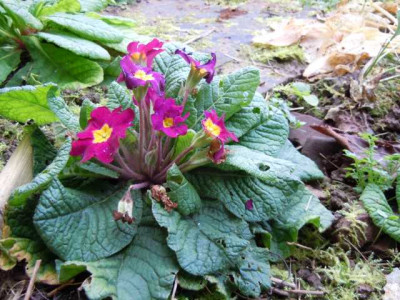 Primula_wilde_samlinge_15.11.14.JPG