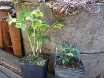 Grune_Borse_Palmengarten_200315_006.JPG