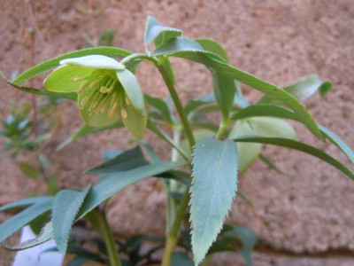 Grune_Borse_Palmengarten_200315_007.JPG