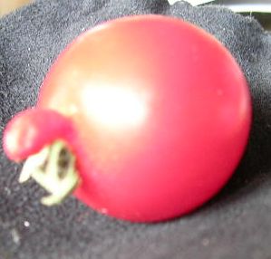 Tomate___Herr_Himbeerrose.jpg