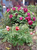 handy_051_320x200.JPG