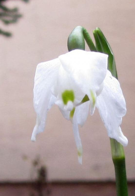 leucojum-special-ax2kl.jpg