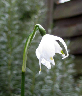 leucojum-special-ax3a.jpg