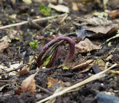 IMG_7138_Cardamine_eneaphyllos.jpg