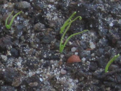 Drosophyllum_lusitanicum-ax.jpg