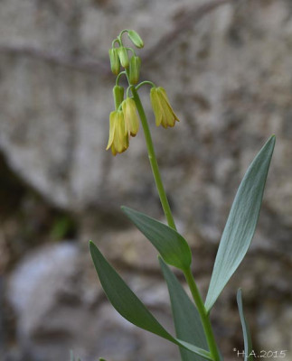 Fritillaria_persica_15-03-22.jpg