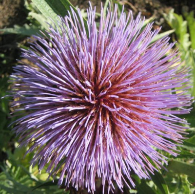 Cynara01.jpg