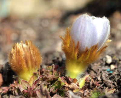 IMG_2982_ePulsatilla_vernalis.JPG