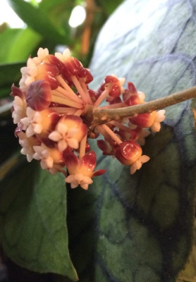 Hoya_callistophylla_03-2015_900x900_80KB.jpg