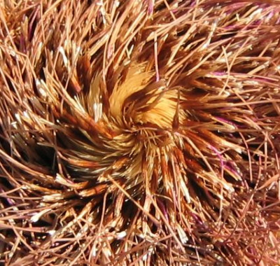 Cynara02.jpg