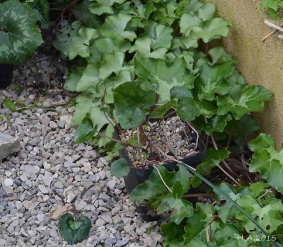 cyclamen_15-03-23.jpg
