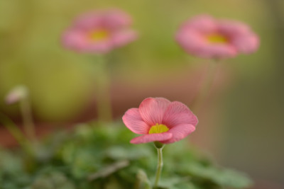 Oxalis_obtusa_2015.jpg