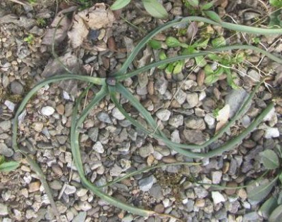 Muscari-ax.jpg